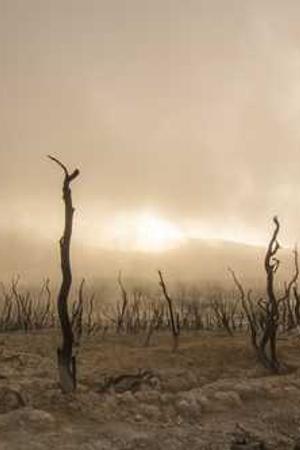 Cover of Woodworking projects for the home