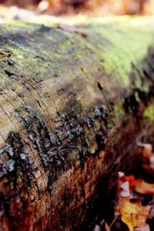 Cover of Das Kapital