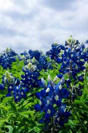 Cover of Twelve years a slave